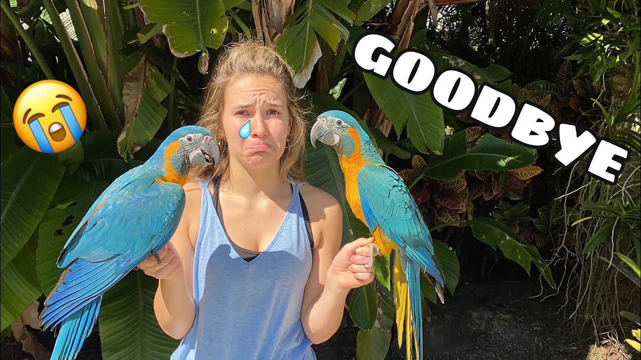 GOODBYE BABY MACAWS...FOREVER