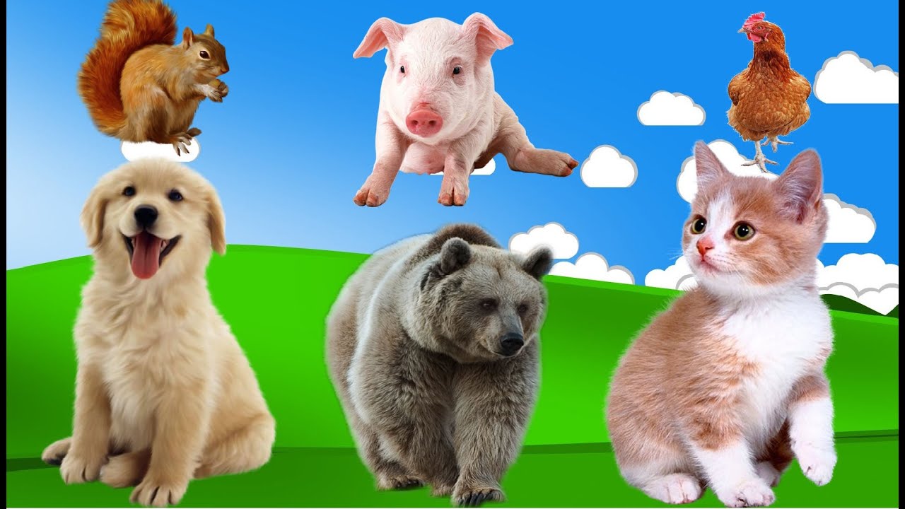 Cute omnivorous animal names and sounds Cat, Dog, Bear, Fox, Hen, Duck