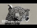 Live Stream - Pen & Ink Drawing of a young Leopard (the Blue Cheese Stream!)