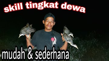 Baru murid belum guru !! Berburu burung ruak-ruak dengan tangan kosong bekas panen padi