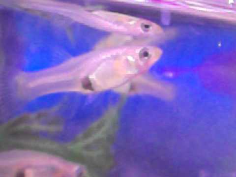 Guppy female pregnant stage 1 & 2 week 1 & 2 Stays the ...