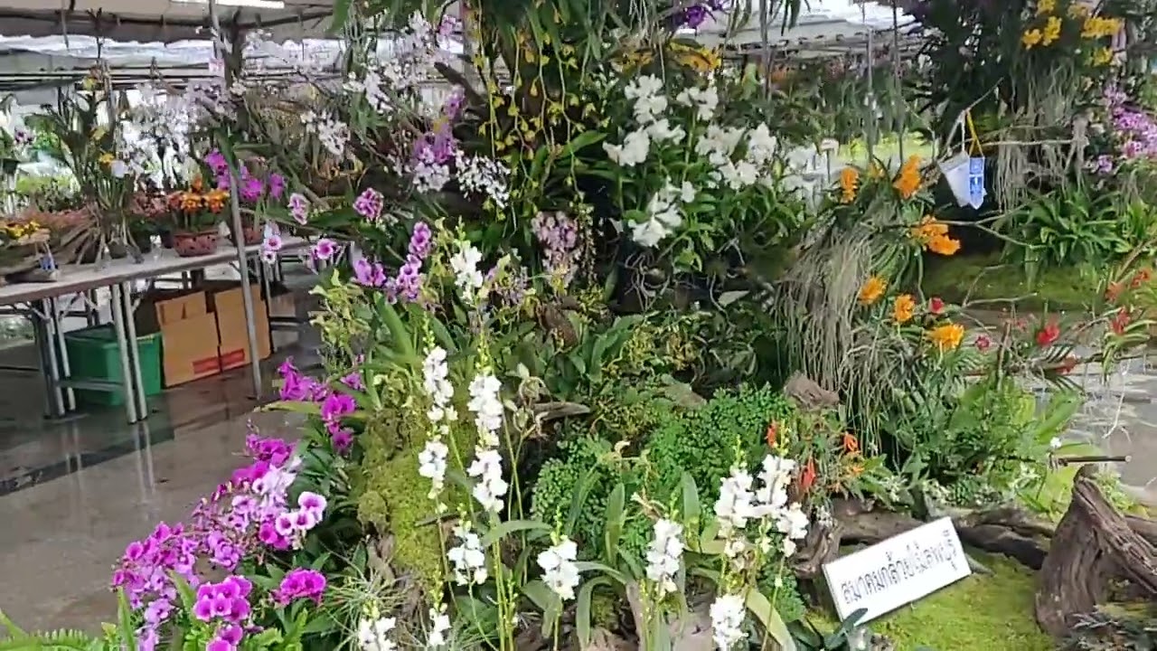 exposición floral en Chiangmai