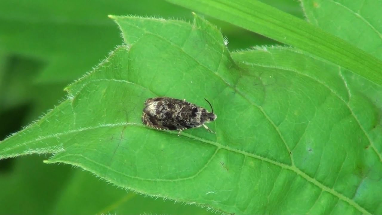 Tortricid Moth 2 (Tortricidae) on Leaf