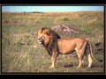 Capture de la vidéo The Tartans  -  Far Beyond The Sun