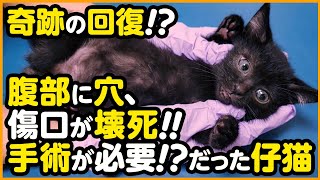 【子猫保護】お腹に大ケガを負い、傷口が壊死していた子猫...その後の様子をお伝えします