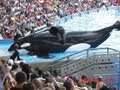 SeaWorld's Killer Whale's Splashing Visitors (in 2009)