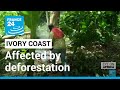 Ivory Coast: West African nation most affected by deforestation • FRANCE 24 English