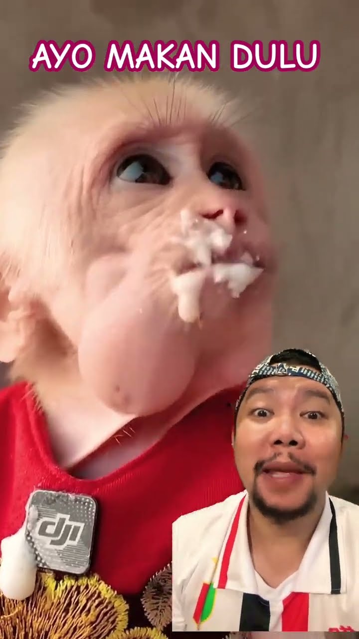 AYO MAKAN YG BANYAK BIAR SEHAT!!!?? #monkey #shortsfeed #funny #comedy