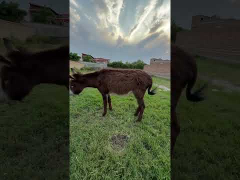 این الاغ چرا اینقد خوشگل و با نمکه اصلا جدیدا خر و الاغا چرا انقد کیوت و با مزه شدن خیلی باحال بود