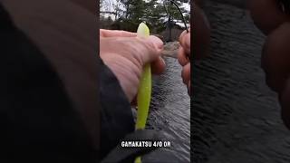 My Top Lure for PIKE in Shallow Cover! #fishing #fishingvideo #pike #top #outdoors #adventure