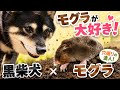 農家にべったり甘えるモグラが可愛すぎた…！
