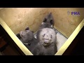 В Тверской области работает центр спасения медвежат-сирот
