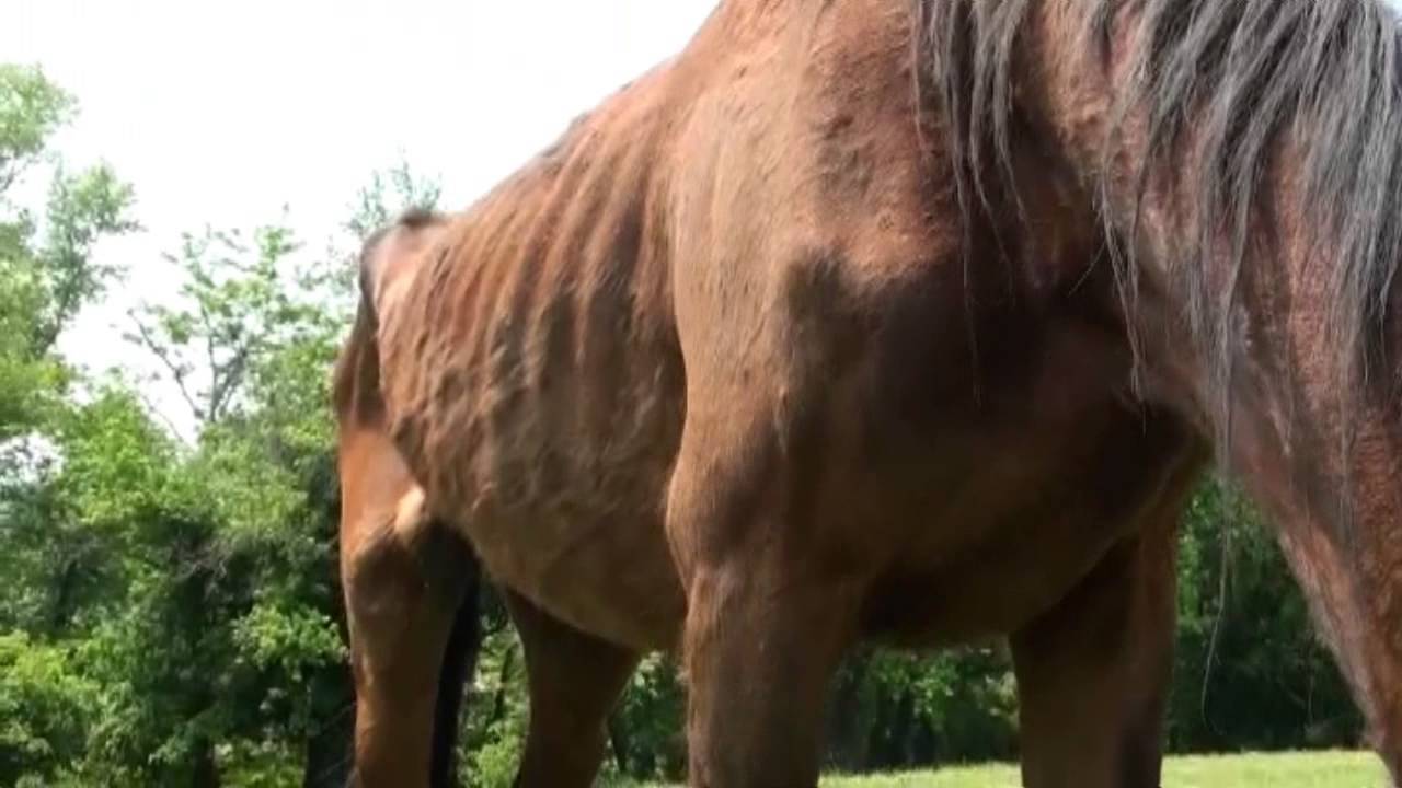 what-a-beautiful-horse-rescue-grace-at-heart-of-phoenix-equine-rescue