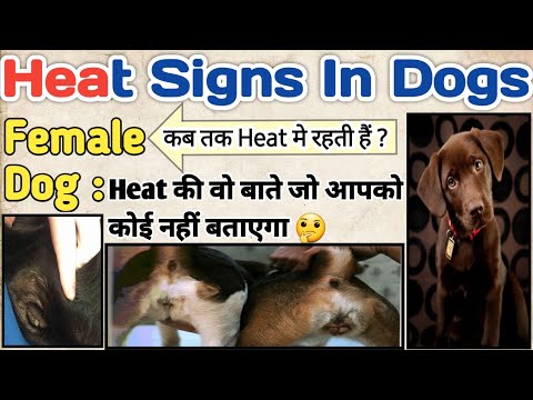 heat signs in dogs || sign of heat in female dog || vulvar swelling || bleeding from vagina || by.SM