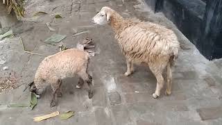 Wonderful New Zealand Sheep Farm, The Largest and Most Successful Ram Breeding Operation in NZ