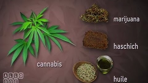 Les effets du cannabis - Le Magazine de la santé