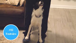 Train Your Dog Footsies - Trickmas Day 12 Teach Your Dog Middle Trickmas 2