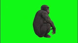 Monyet green screen