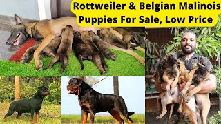 15000 രൂപയ്ക്ക് Import Rottweiler നായക്കുട്ടികൾ വാങ്ങാം,25000ന് Belgian Malinois ഡോഗ്സും|Dog sale