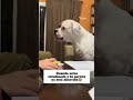 Perrito pide que dejen de estudiar y jueguen con El🥺#mascotas #amor #tierno #humor #dog