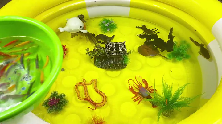 Let's explore what fish and sea creatures there are:sharks,jellyfish#goldfish#animals#viral videos