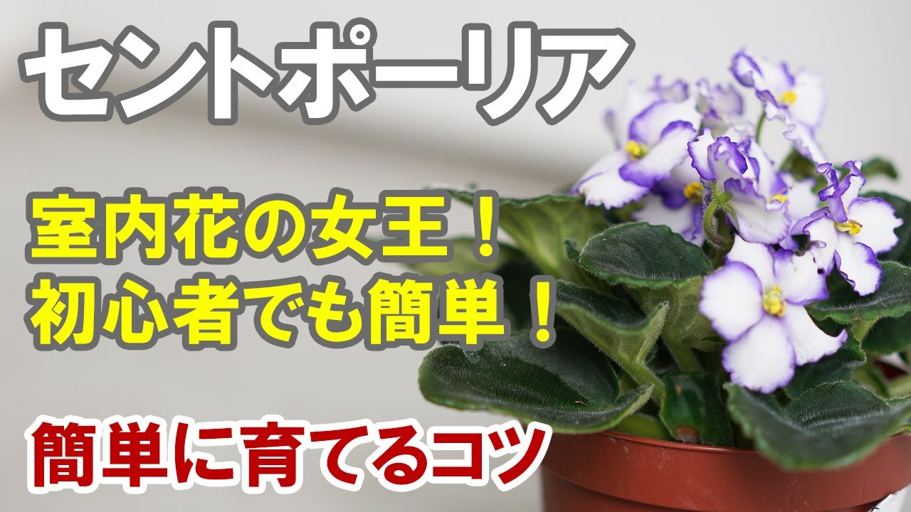 セントポーリアの育て方 水やり 植え替え いつでも咲いてくれる室内花 Youtube