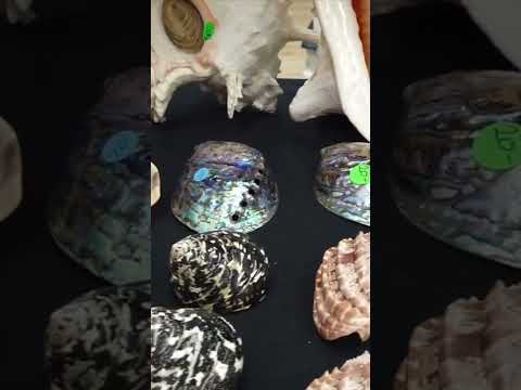 Gorgeous Huge Seashells Conches Shorts Conch Shells