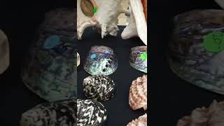 Gorgeous Huge Seashells conches #shorts #conch #shells