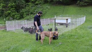 mobile chicken coop moving