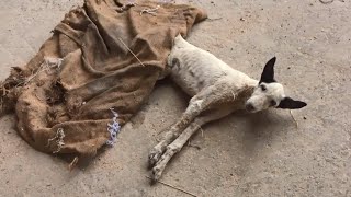 Sparkling recovery of collapsed and anorexic street puppy.