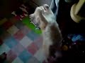 Cat jumps and catches fly