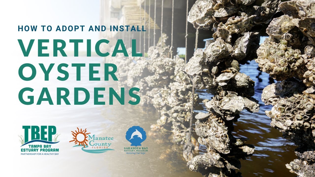 How to Adopt and Install Vertical Oyster Gardens YouTube
