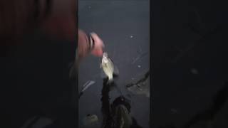 Download Lagu eindelijk iets anders #jesusisking #crappiefishing #crappiemanjigs MP3