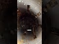 Termites Near Abandoned Garage....