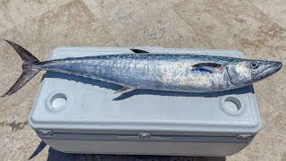 How To Fillet Kingfish King Mackerel