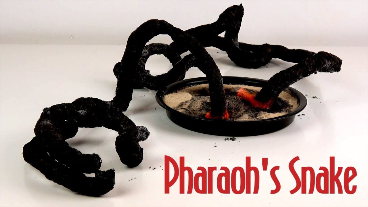 amazing black pharaoh s snake 3 pharaoh s serpent science