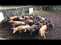 JAF - The Cows That Came From Santiago Domecq - Terceira Island - Azores