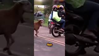 Много страдающий козёл на воле... #shorts  #животные