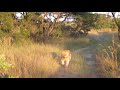 Chased by Wild Lion on Horse and Cart! - Zimbabwe