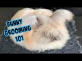 ANGORA RABBIT GROOMING | The Rabbit Sanctuary