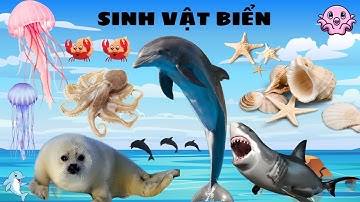 SINH VẬT BIỂN | BÉ HỌC NÓI CÁC LOÀI SINH VẬT BIỂN: CÁ HEO, CÁ VOI, CÁ MẬP | HỌC CÙNG RUBY TV