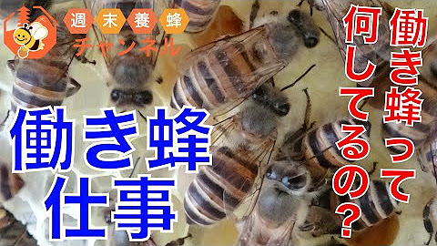 Japanese Natural Beekeeping Youtube
