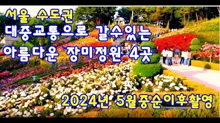 대중교통으로 갈 수있는 수도권 장미축제 4곳 #부천백만송이장미축제, #서울장미축제, #서울대공원장미축제, #대현산장미축제, 장미원 / 장미공원