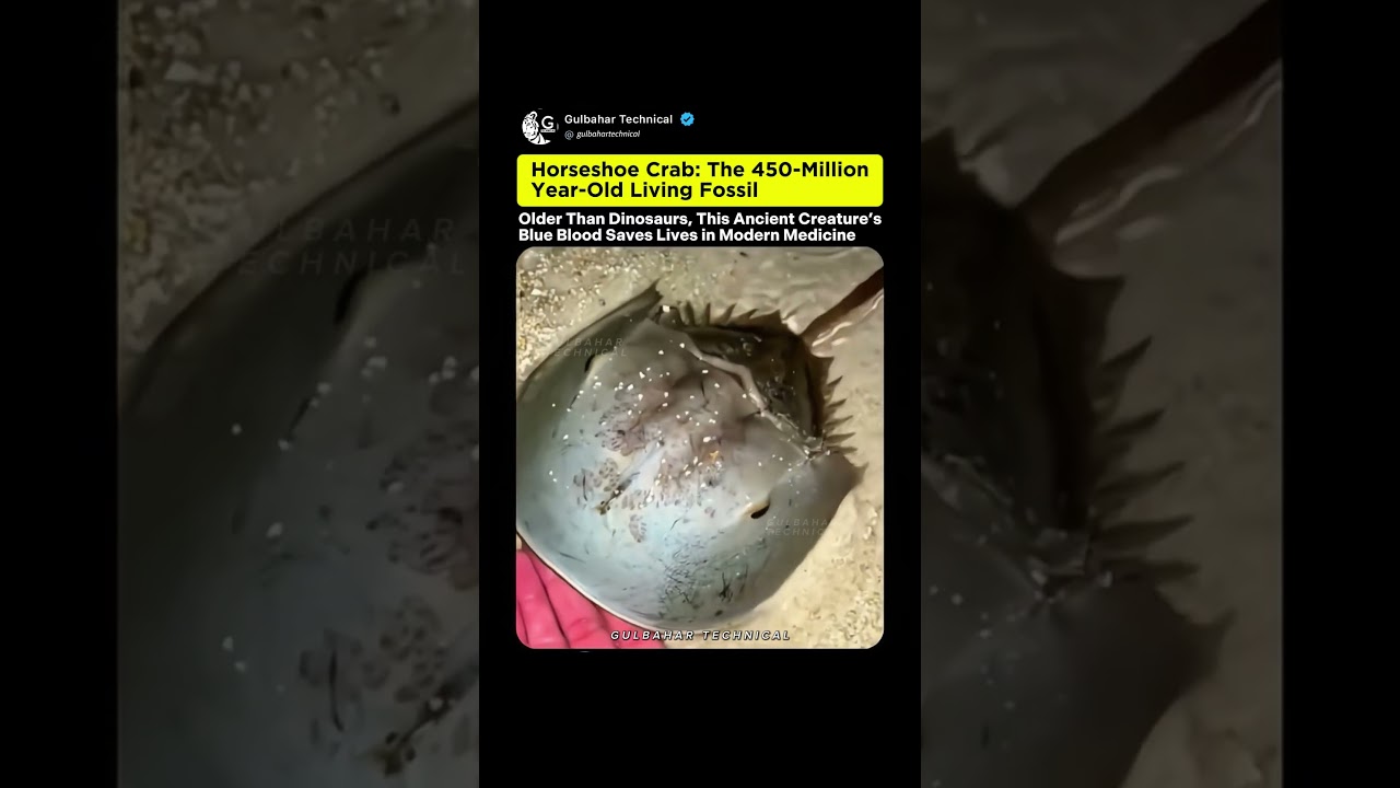 Ancient Creature Older Than Dinosaurs | Horseshoe Crab’s Blue Blood Could Save Your Life 💙🦀