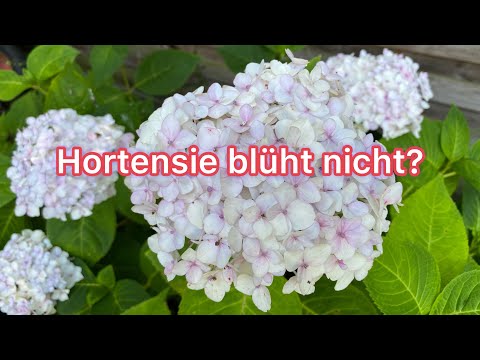 Video: Warum blühen meine Schopfhortensien nicht?