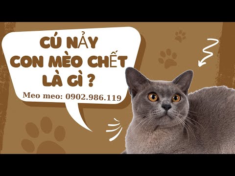 Nhận định thị trường tuần tới 24/1: cú nảy con mèo chết là gì? Giao lưu cuối tuần cùng Anh Tùng ITP