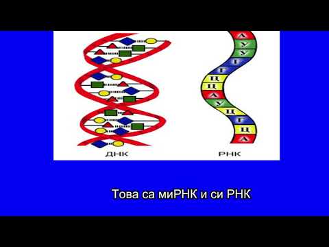 Видео: Коя РНК база е свързана с тимина?