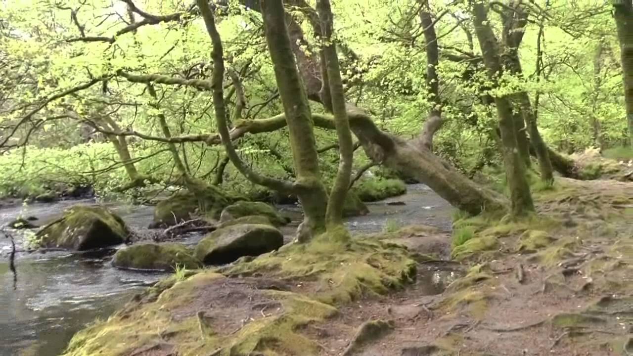An English Woodland in Spring