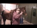 Horse Chiropractic- What does it look like? Motion Wellness Animal Chiropractic
