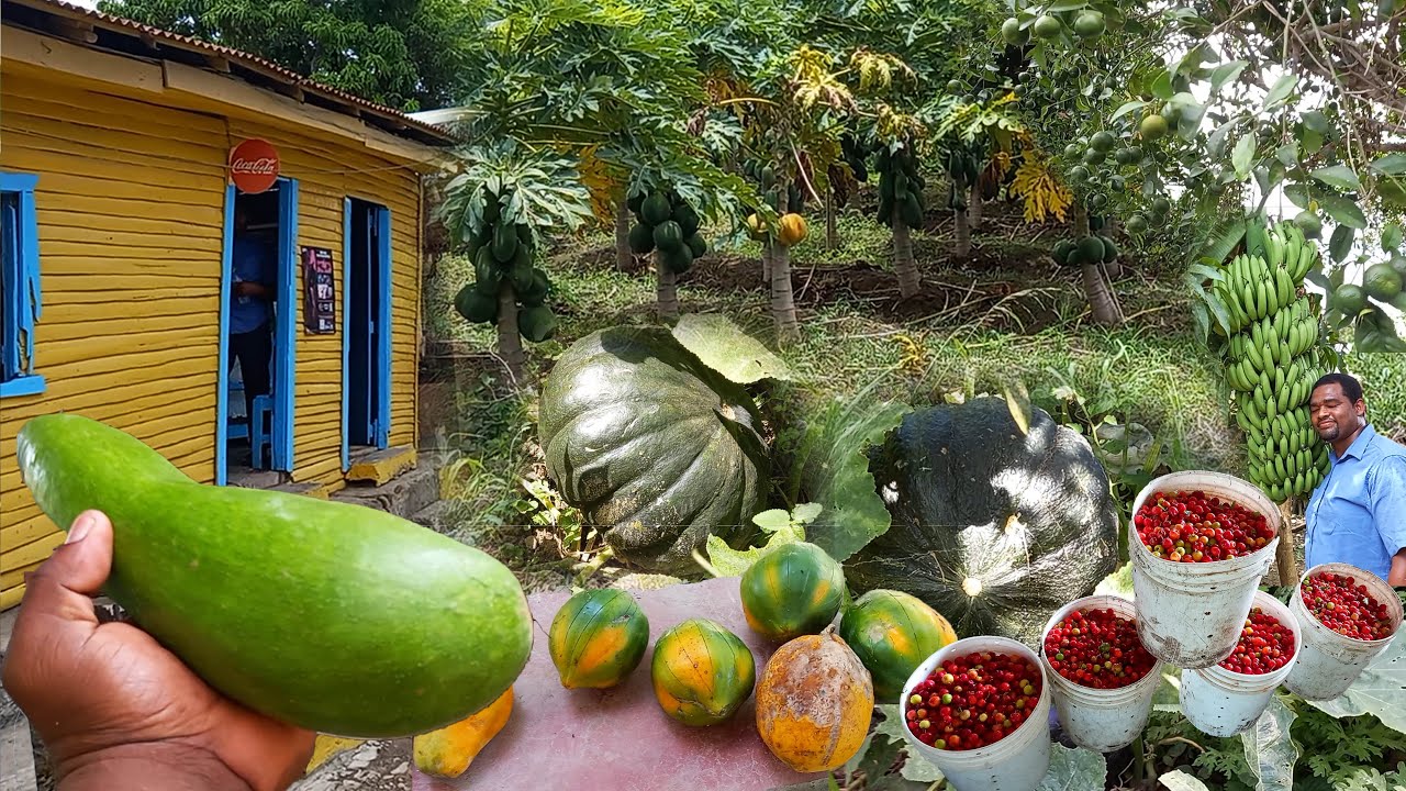 La tierra mas productiva del cibao y gente humilde, Belloso, La vida del campo